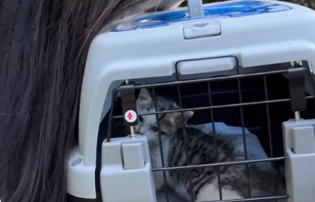 用凶猛伪装自己的患病流浪猫，当小哥把它装进航空箱，它秒变温顺