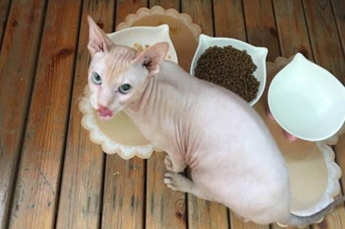 猫咪拉稀禁食多久可以吃东西 猫咪拉稀禁食多久可以吃东西