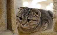 小猫一天没拉屎只尿正常吗怎么办