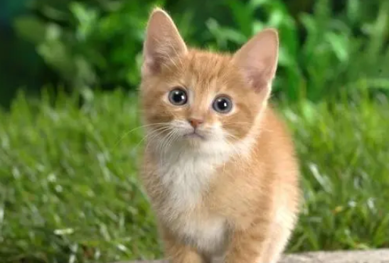 两个月大的小猫发烧了怎么办 两个月大的小猫发烧了怎么办