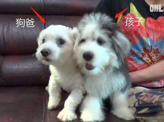 倒霉蛋二哈莫名怀孕,生下一窝“小老头”,嫌弃难看拒绝带娃! 倒霉蛋二哈莫名怀孕,生下一窝“小老头”,嫌弃难看拒绝带娃!