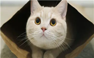 母猫怀孕吐了怎么回事啊