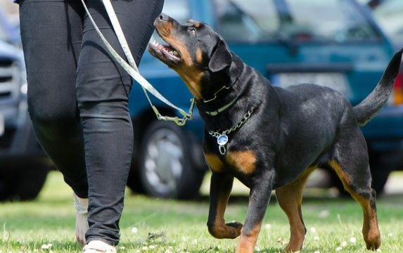 导盲犬一般都是什么品种的狗狗？一起来了解一下