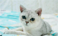 银渐层猫怎么样挑选？买之前来这看看