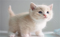 蓝猫和英短的区别,好奇的宝宝可以来看看
