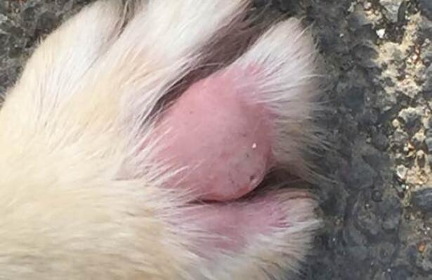 金毛犬脚趾发炎怎么办 金毛犬脚趾发炎怎么办