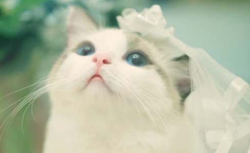 母猫夏天会发春吗