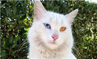 猫可以训练成狗那样听话嘛