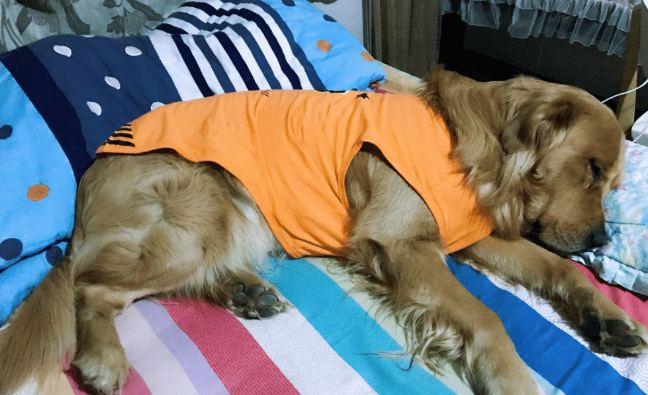 女子爱狗如命，每天抱着狗一起睡觉，一个月后住院了