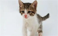 小奶猫多大走路不摇晃正常