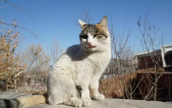 猫咪身上有跳蚤用驱虫药可以解决吗