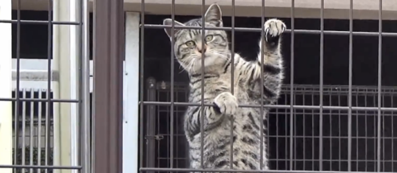 大叔救助被咬伤的狸花猫,却将它送养出去,1个月后它翻墙见大叔 大叔救助被咬伤的狸花猫,却将它送养出去,1个月后它翻墙见大叔