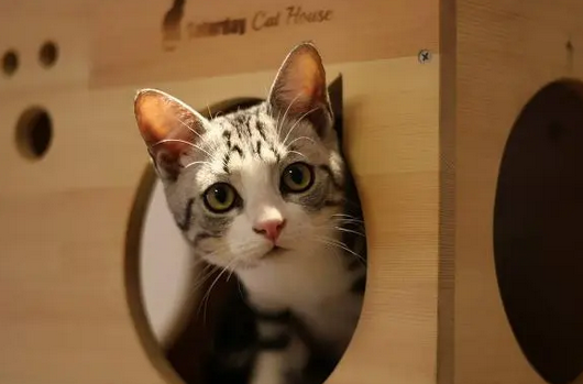 宠物猫的泪痕如何能够去掉 宠物猫的泪痕如何能够去掉