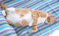 猫怀孕会有孕吐吗
