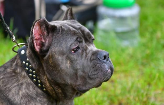 16岁女孩被自家养的宠物犬撕咬，6狗紧紧压她身上，邻居也被追咬