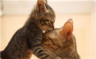 孕猫生产前流血多久才会生产