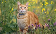 猫拉稀吃什么药管用