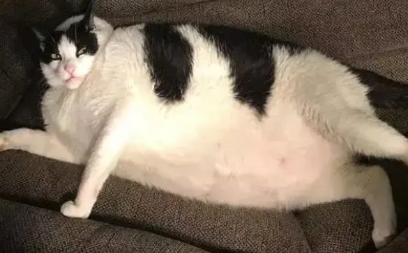 猫咪涨肚最快解决办法是什么?答案都在这里! 猫咪涨肚最快解决办法是什么?答案都在这里!
