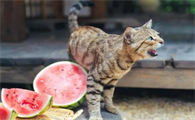 猫驱虫药哪种好一些