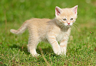 小猫会游泳吗