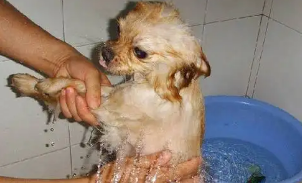 狗一般多久洗一次澡比较好 狗一般多久洗一次澡比较好