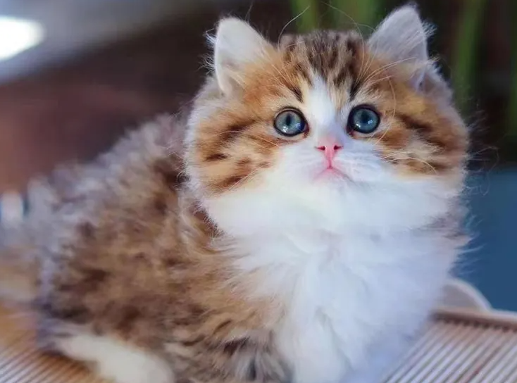 高地和拿破仑猫的区别?不清楚的看这里~ 高地和拿破仑猫的区别?不清楚的看这里~