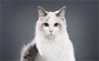 布偶猫掉毛严重吗
