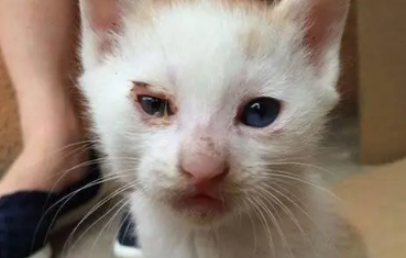猫眼睛流脓怎么回事 猫眼睛流脓怎么回事
