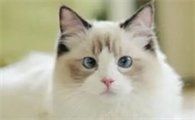 猫咪可以吃火腿肠吗