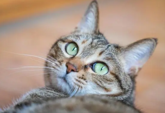 猫咪几天不吃饭吐黄水怎么办吃什么药 猫咪几天不吃饭吐黄水怎么办吃什么药