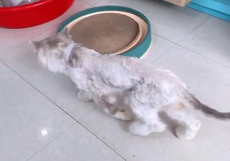 本该是漂亮布偶猫，却在遍体鳞伤失去毛发后，被抛弃在宠物店门口