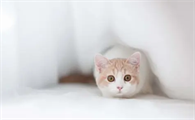 猫咪会来大姨妈吗