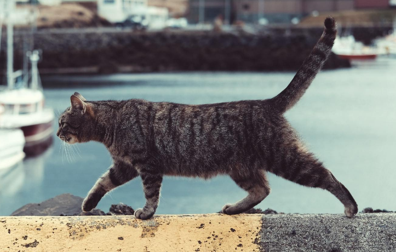 猫跳蚤药中毒怎么急救 猫跳蚤药中毒怎么急救