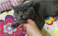 英短母猫成年可以长到多少斤