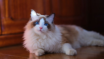 猫咪便便干硬怎么解决