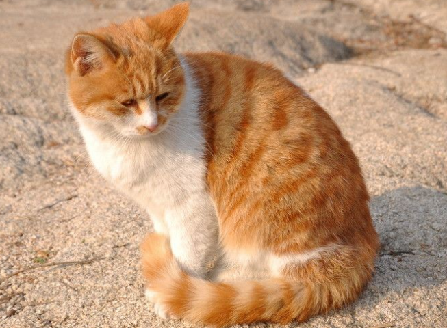 便宜好用的猫咪驱虫药 便宜好用的猫咪驱虫药