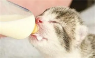 刚出生的小猫怎么喂奶