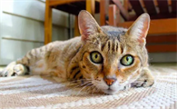 猫可以喝纯牛奶吗