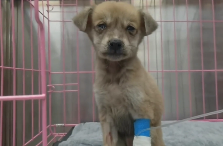 犬瘟、细小加冠状,仅两个月的流浪小奶狗被救助后,默默流着眼泪 犬瘟、细小加冠状,仅两个月的流浪小奶狗被救助后,默默流着眼泪