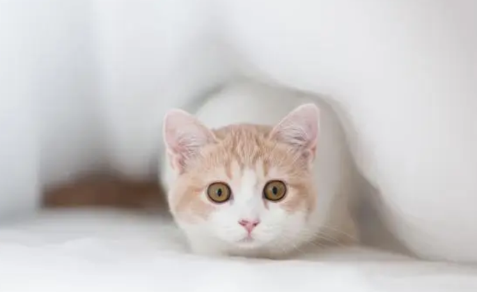 猫脚溃烂是什么原因引起的