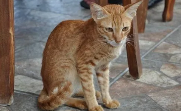 猫越来越瘦了怎么回事?这几种情况要重视! 猫越来越瘦了怎么回事?这几种情况要重视!