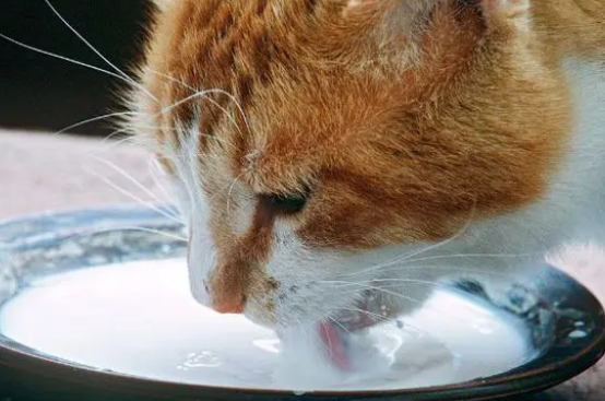 猫咪可以喝牛奶吗 猫咪可以喝牛奶吗