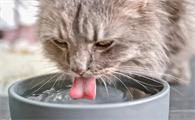 猫咪绝育后绝食怎么办