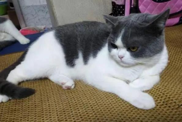 英国短毛猫怎么养新手