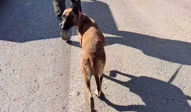 1200块!狗市里一步三回头的马犬,被夹进笼后,只能无助看着狗贩 1200块!狗市里一步三回头的马犬,被夹进笼后,只能无助看着狗贩