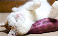 猫咪可以吃红薯吗