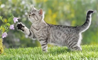 猫可以喝矿泉水吗
