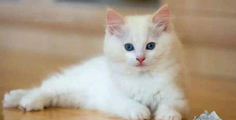 猫咪趾间炎是什么引起的 猫咪趾间炎是什么引起的