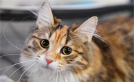 猫可以吃巧克力吗