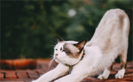 猫为什么弓着腰横着跳怎么办